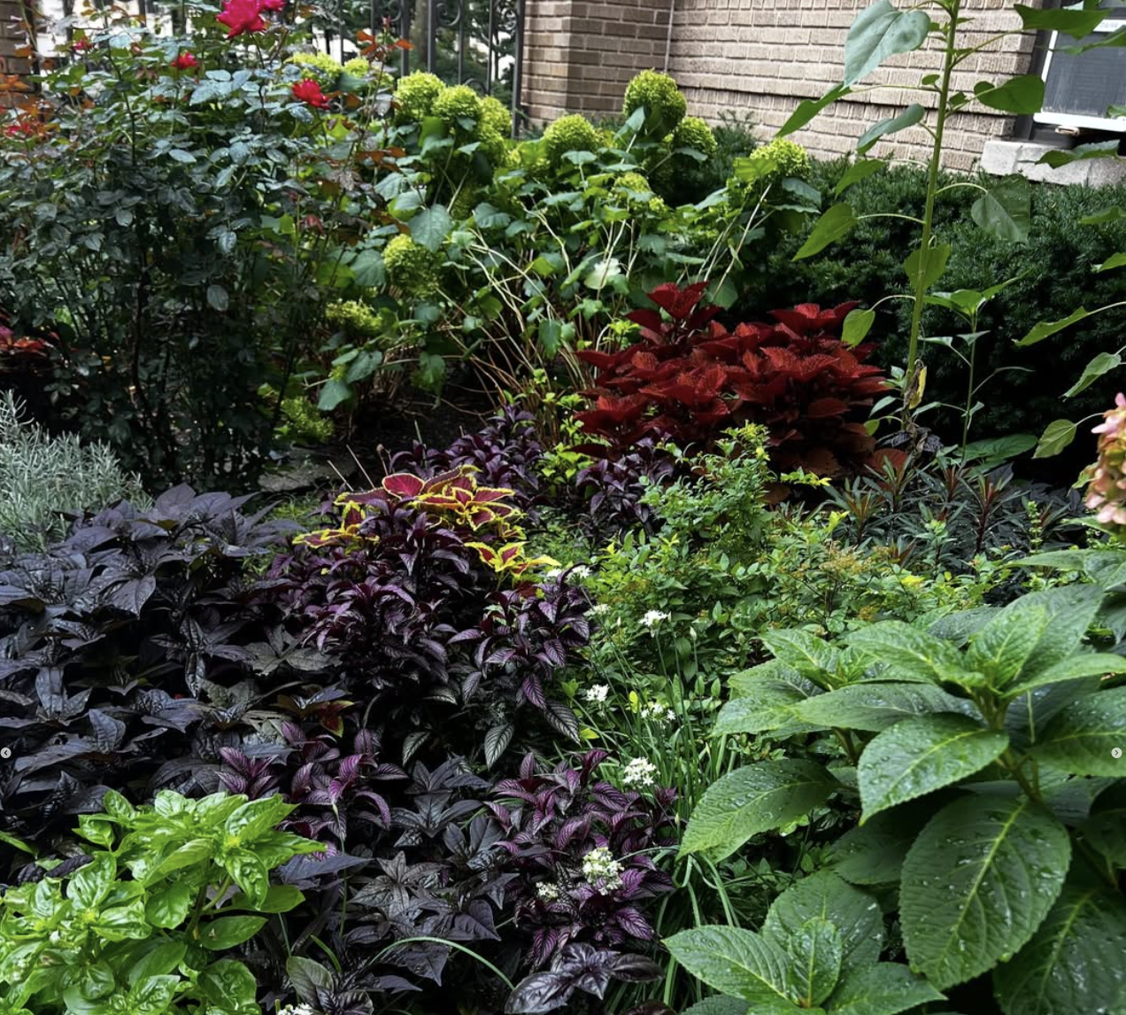 A lush garden with various green, purple, and red leafy plants and flowers near a brick building.