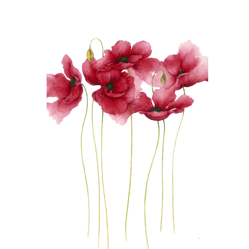 A watercolor painting of pink poppy flowers with green stems.