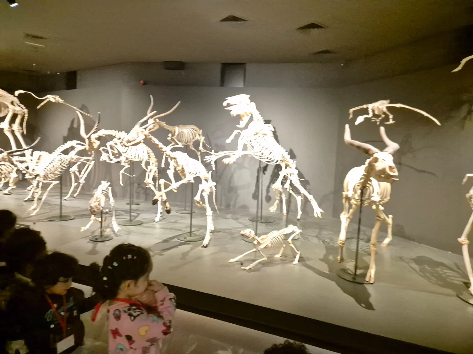 Skeletons of prehistoric animals on display in a museum exhibit.