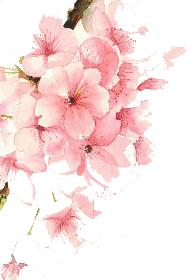 Watercolor illustration of pink cherry blossom flowers with green stems.