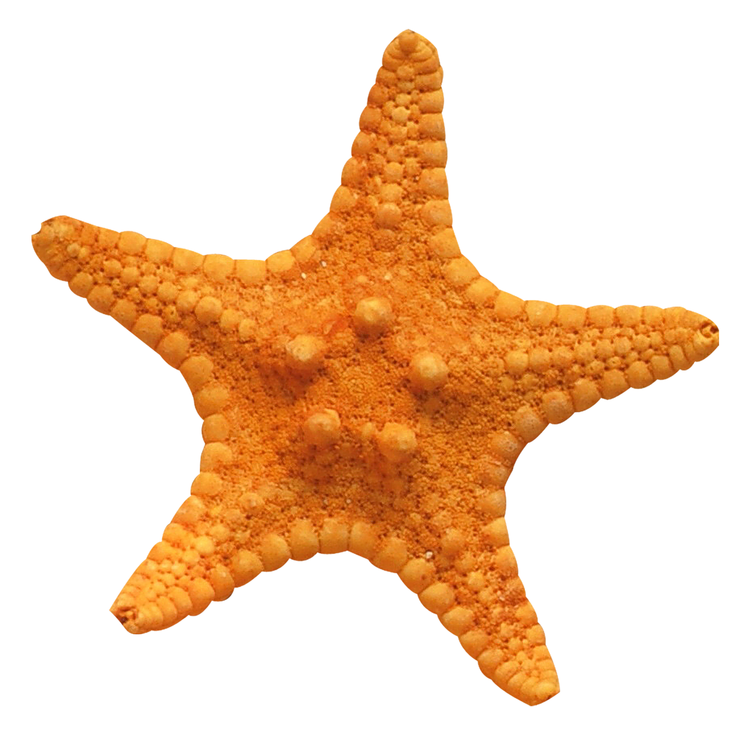 A close-up of a triangular-shaped, crunchy, savory snack made of baked or fried dough covered in small evenly spaced ruffled bumps.