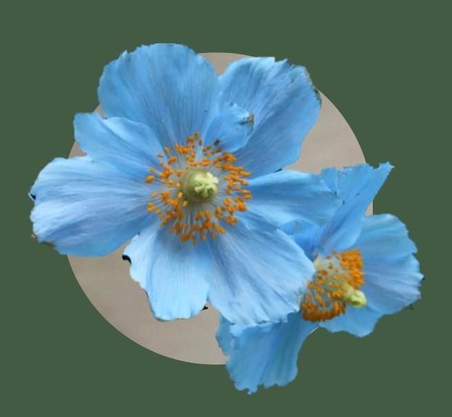Close-up of two blue poppy flowers with yellow stamens and green pistils against a muted background.