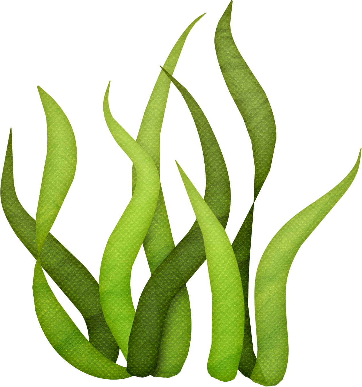 Close-up of green cactus plant with elongated stems and textured surface, against a blue sky background.
