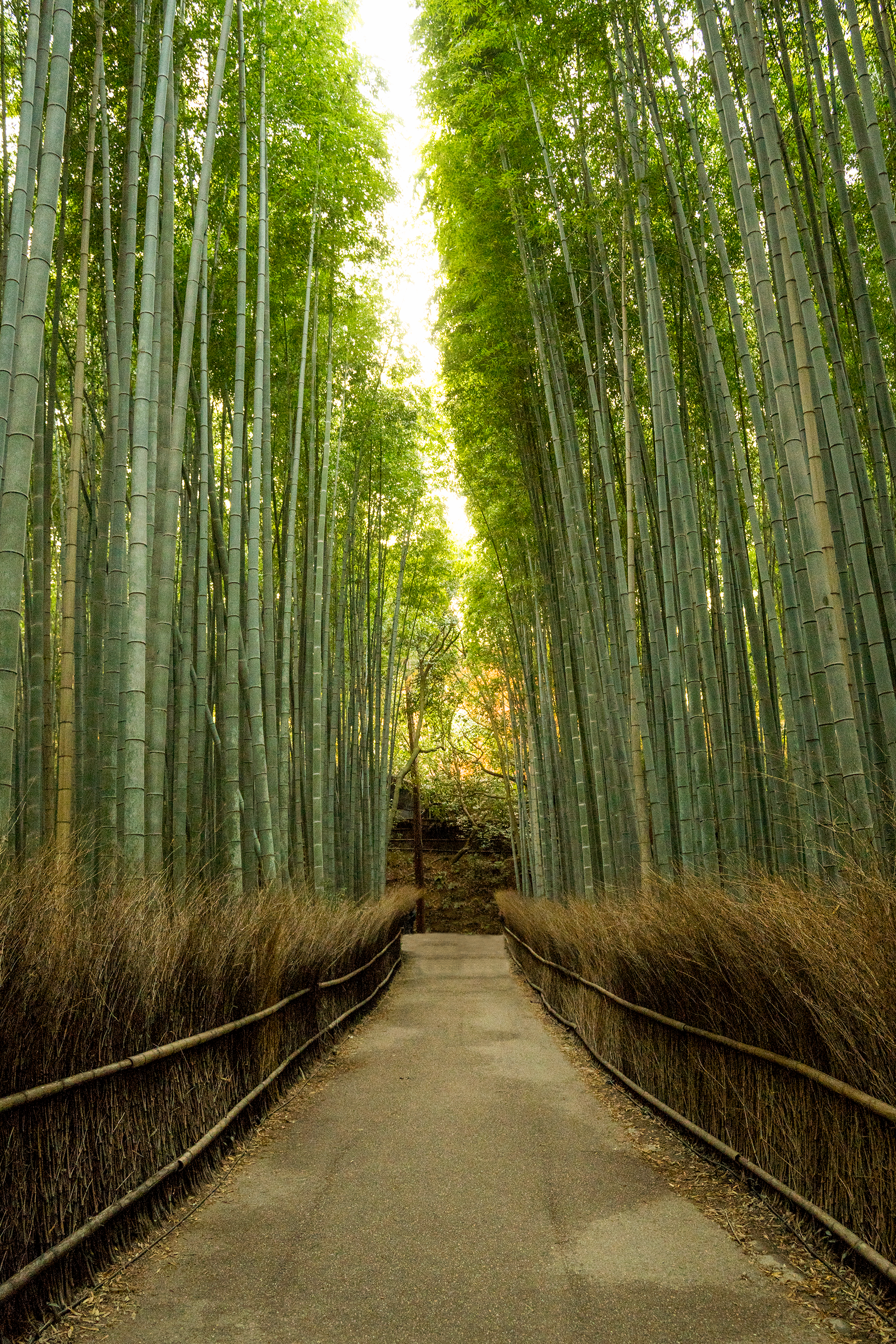 Arashiyama Bamboo.png