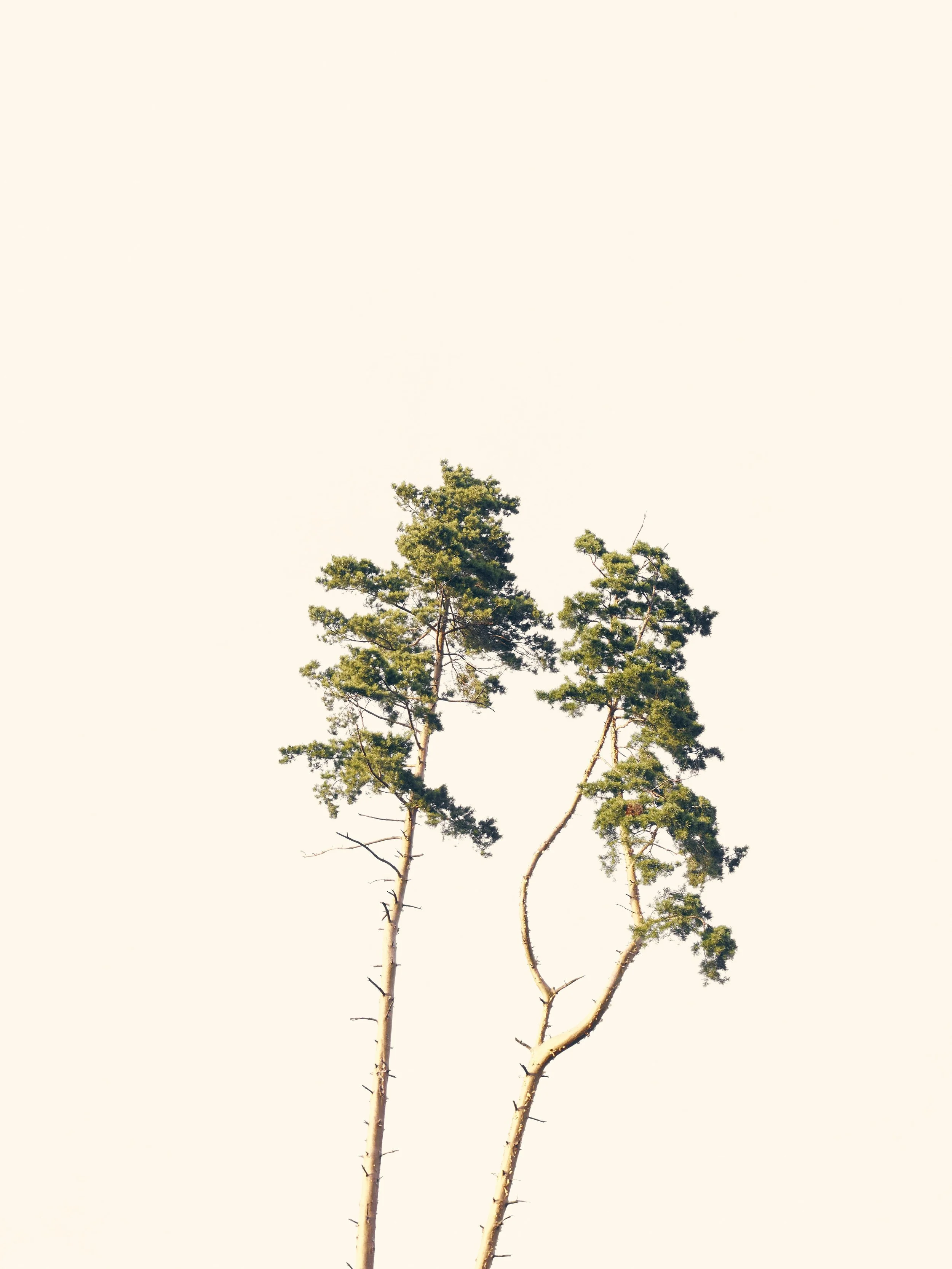 Tall trees with green leaves against a pale sky.