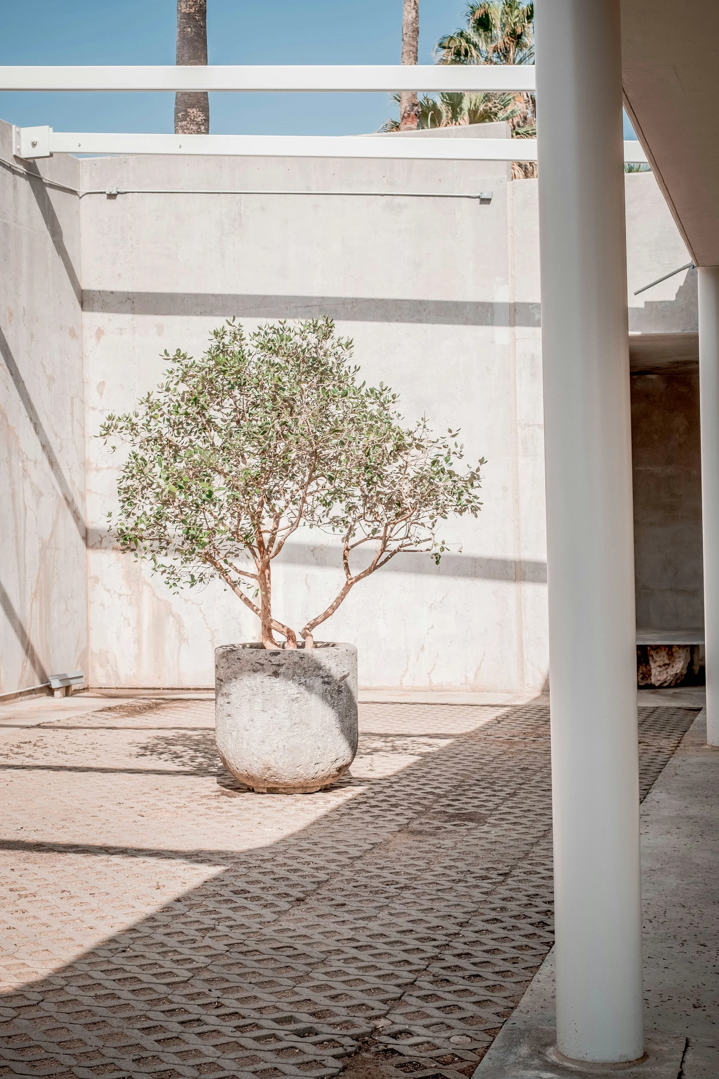 A potted green tree with twisted branches placed on a paved outdoor area with shadows cast on the ground, against a backdrop of white concrete walls, a white railing, and palm trees in the distance under a clear blue sky.