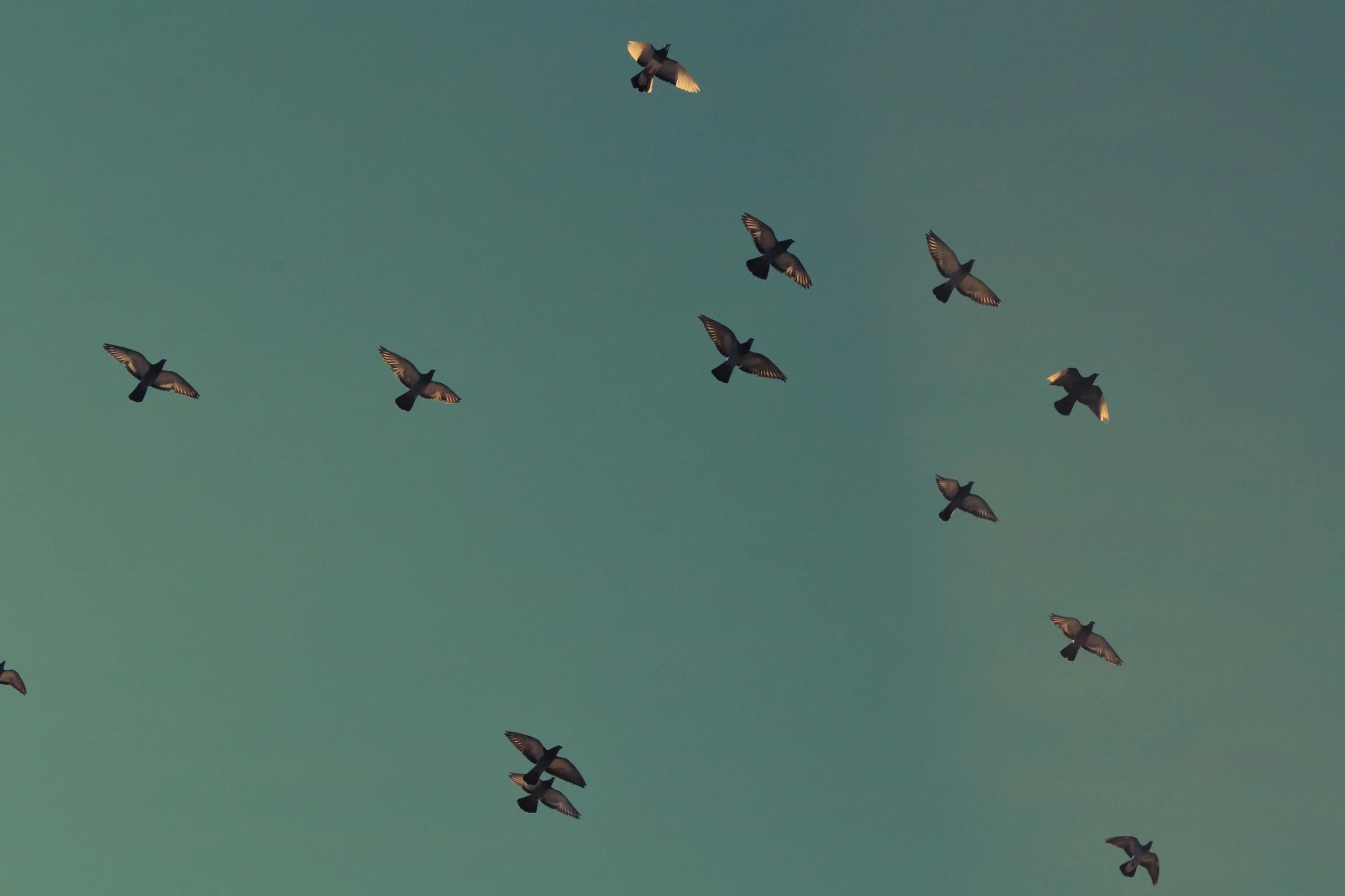 A flock of birds flying in the sky against a clear blue background.
