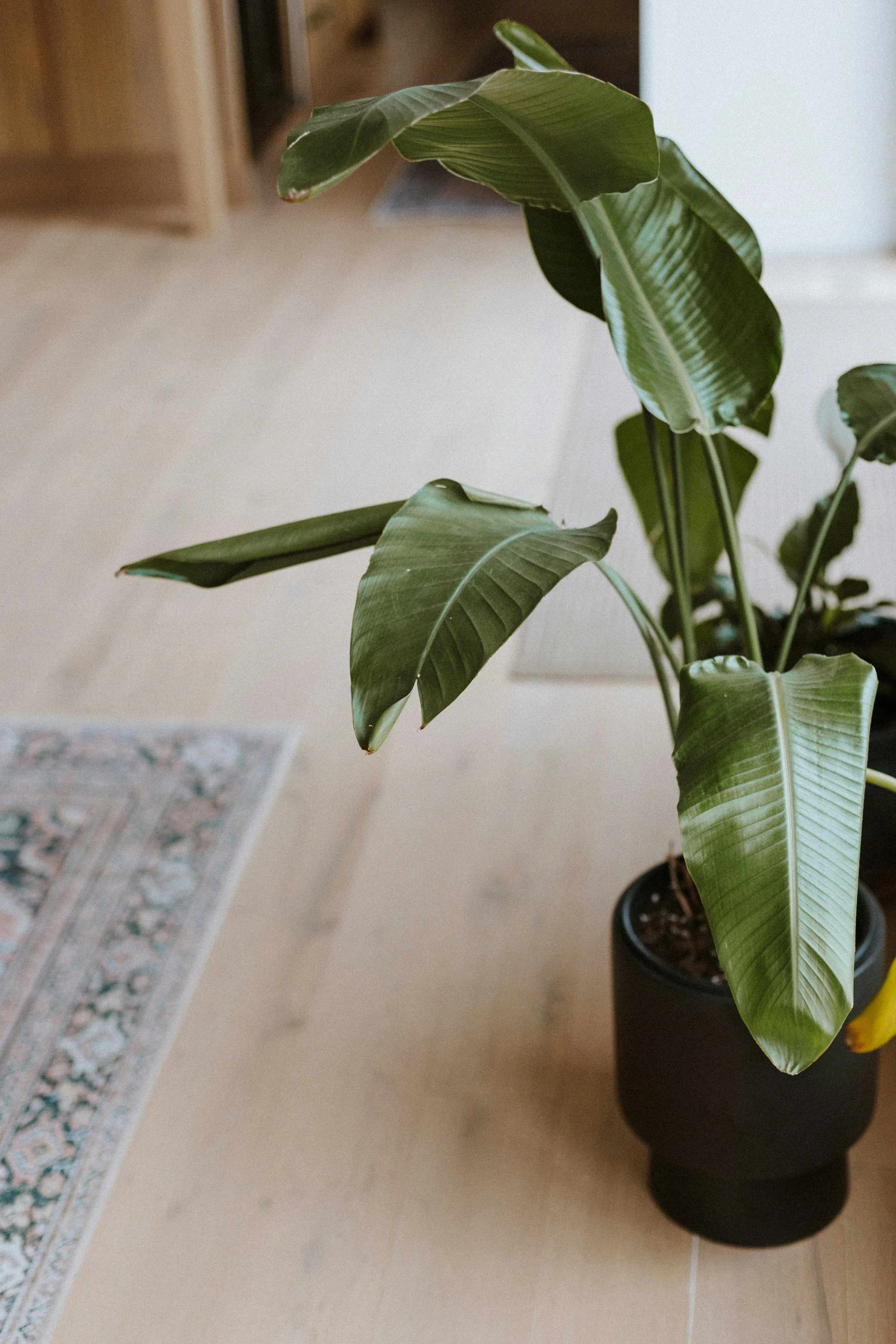 Indoor houseplant with broad green leaves in a black pot on a beige tiled floor.