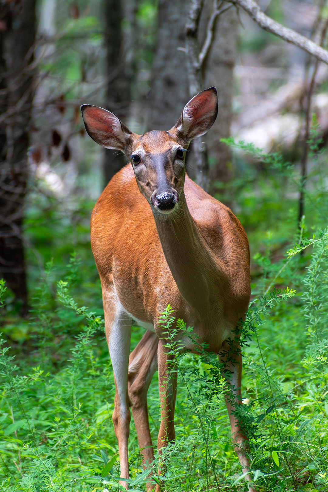 Deer in Blue Ridge