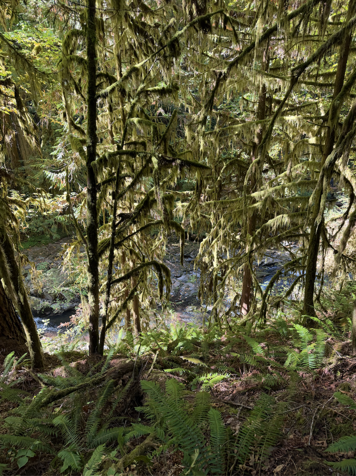 Woods
