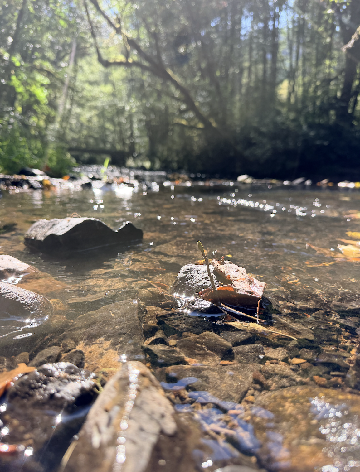 Just a creek