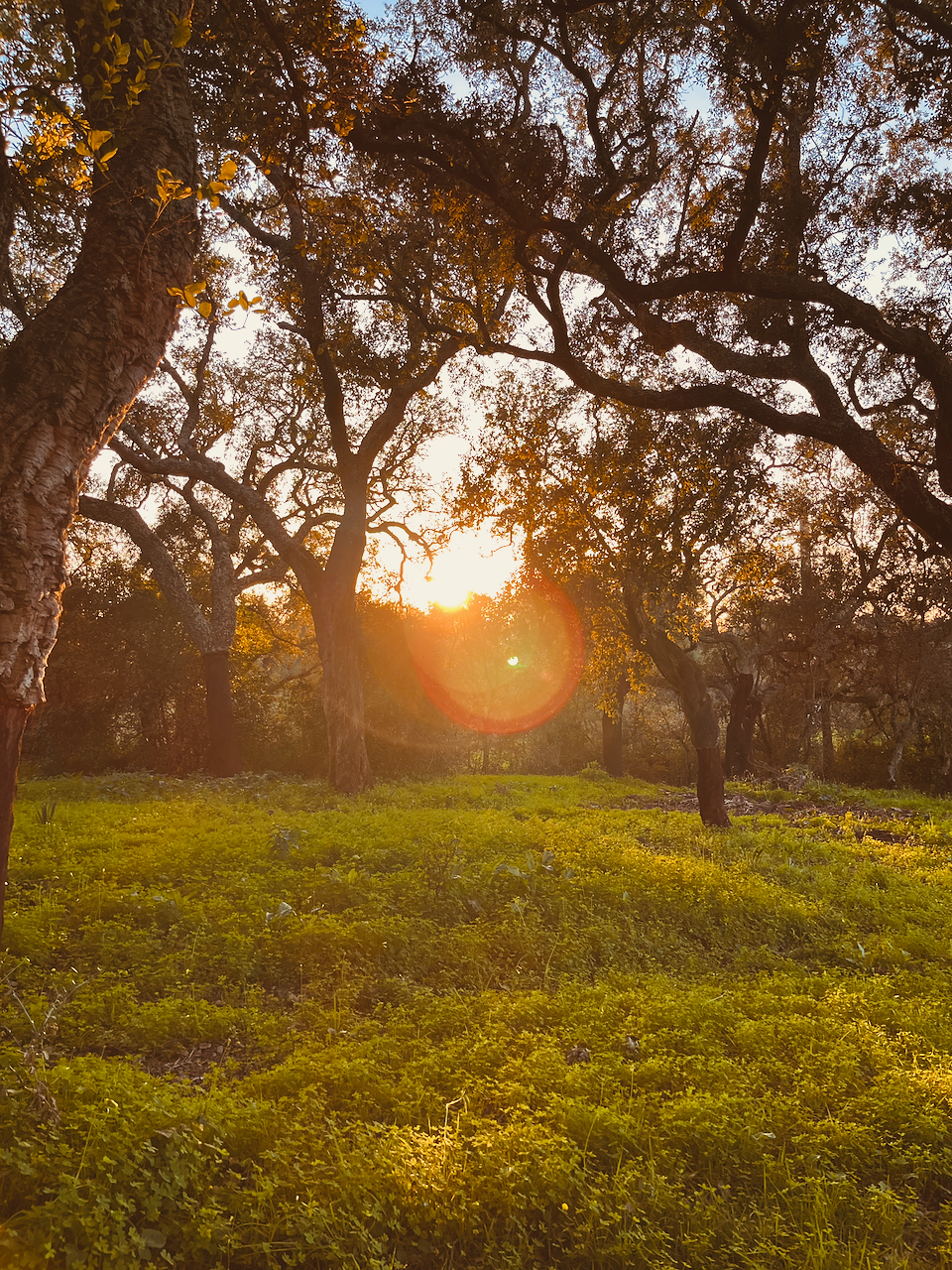 Why Dreamwork is an ideal method for Psychedelic Integration