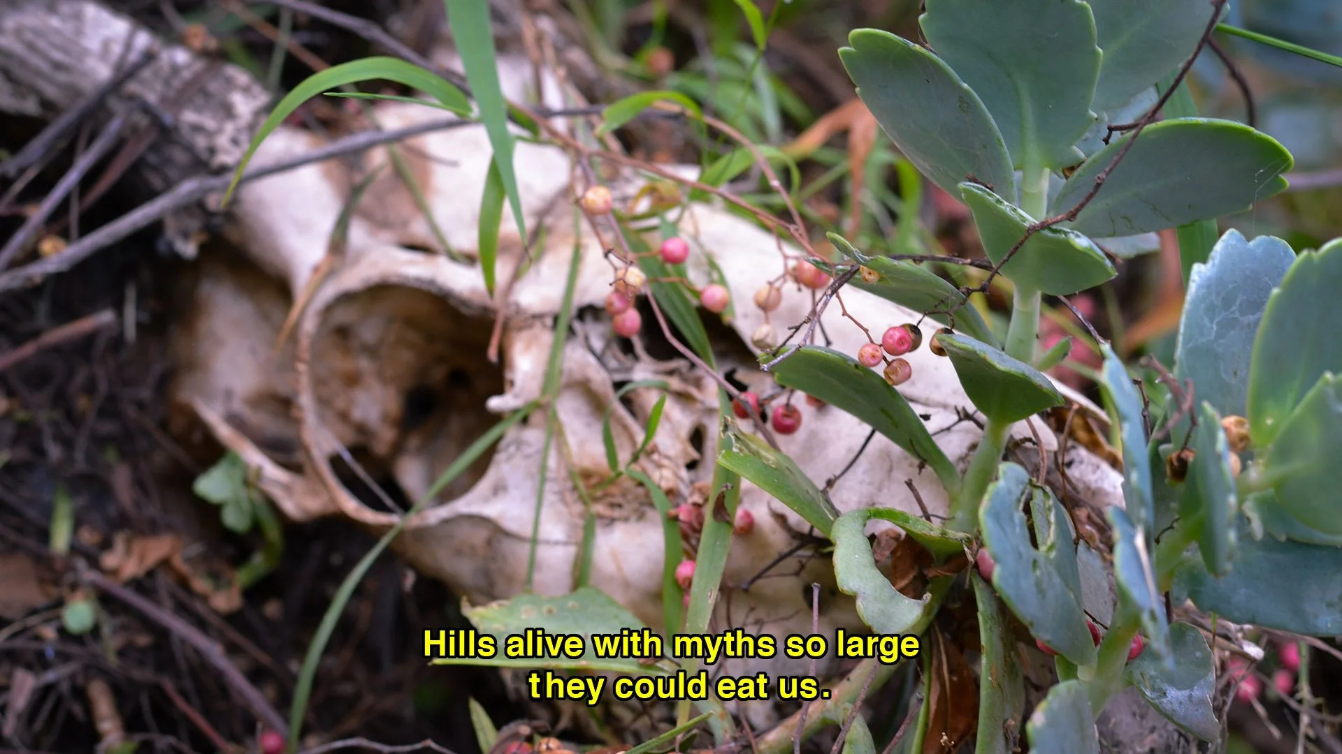 Hills Alive.jpg