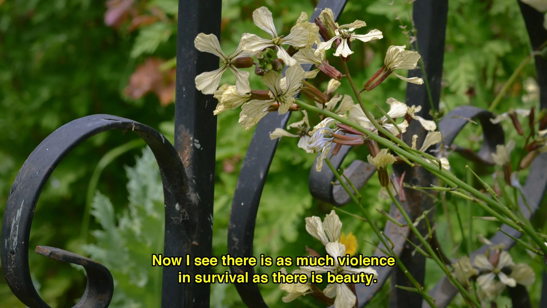 Violence and Beauty.jpg