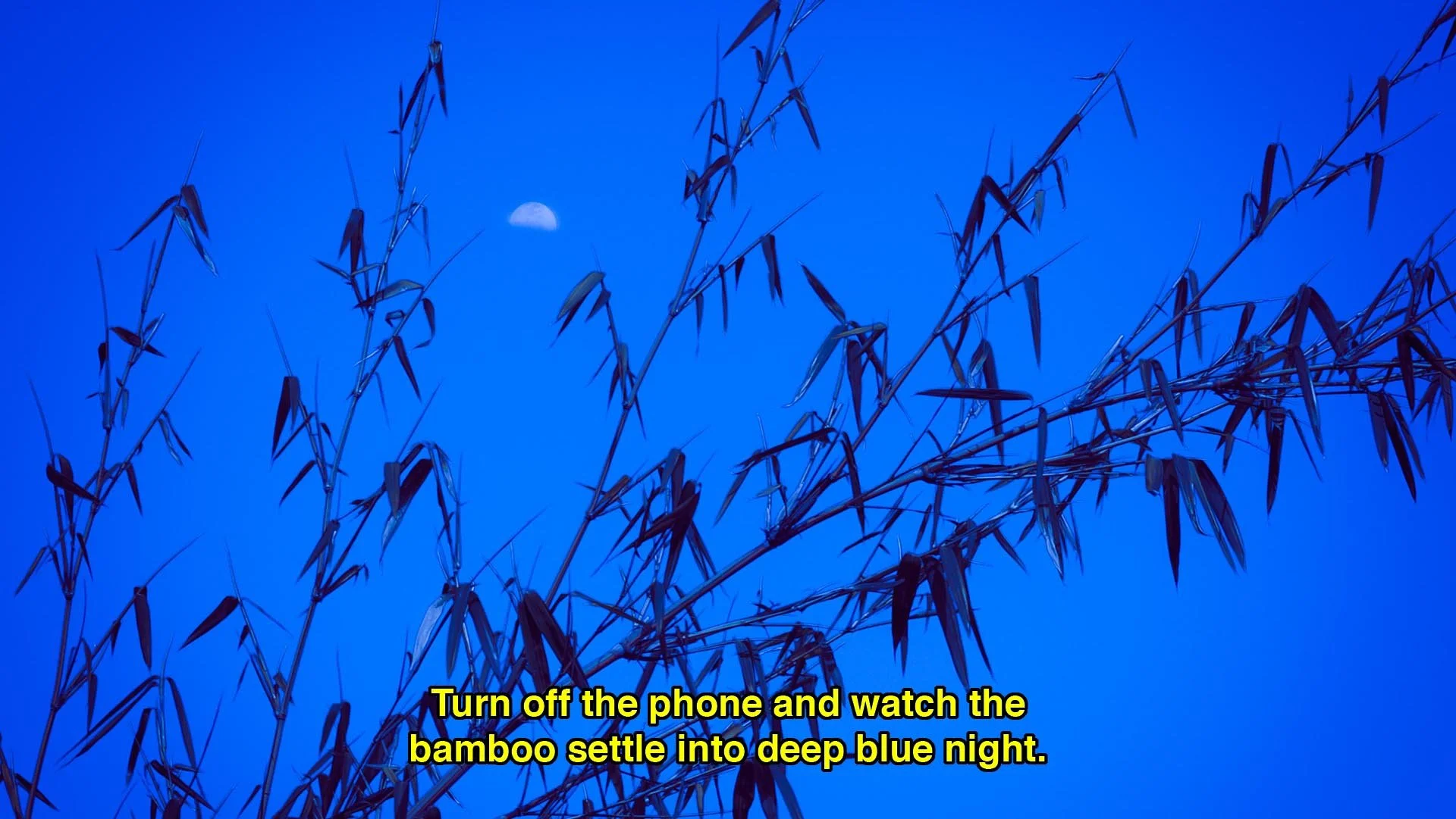 Bamboo.jpg