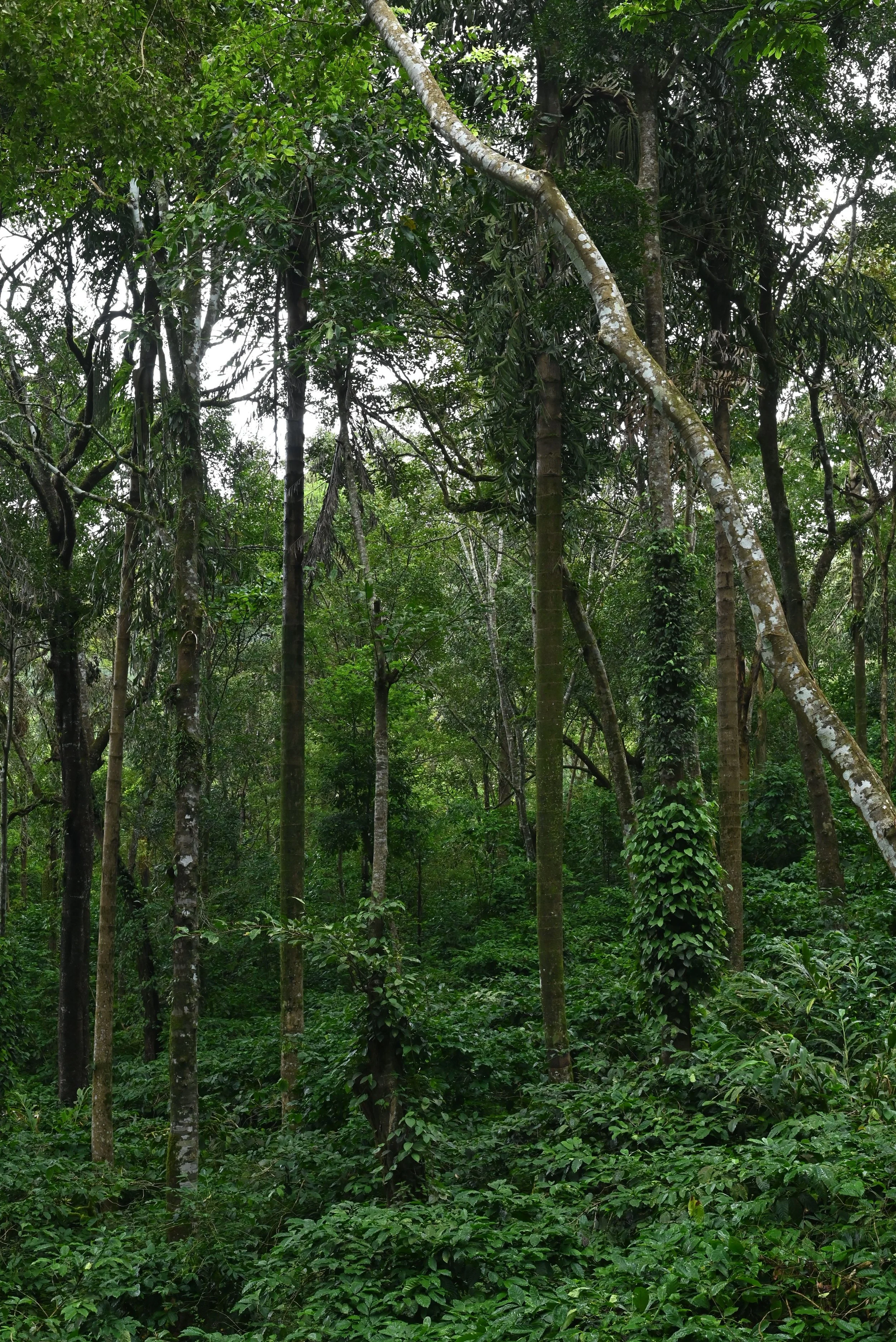Bosque tropical denso con árboles altos y vegetación verde