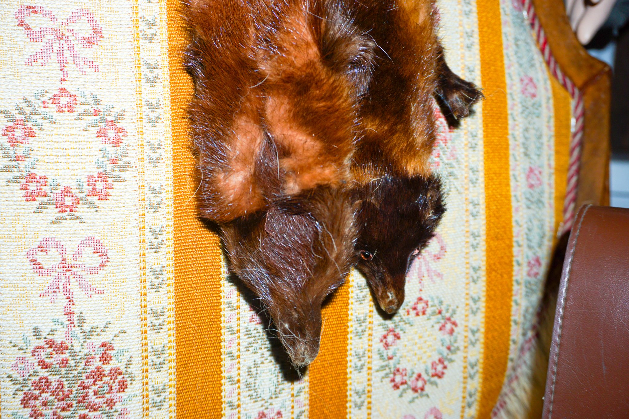 Ein brauner Hund liegt auf einem bunten, mit Mustern versehenen Teppich. Der Hund ist von oben sichtbar.