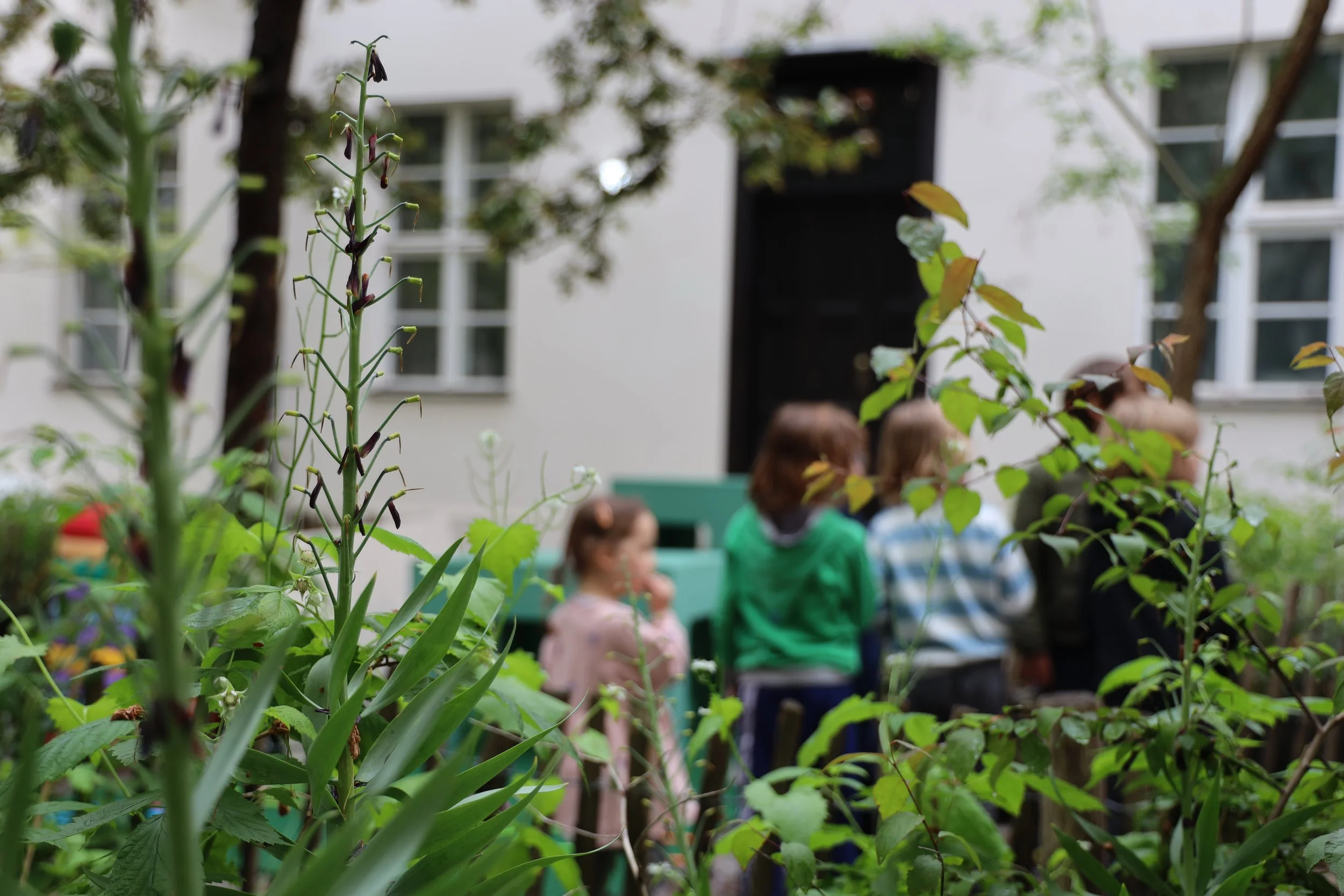 Grüner Garten mit mehreren Kindern im Hintergrund, im Vordergrund befindet sich eine hohe Pflanze mit dunklen Blüten.