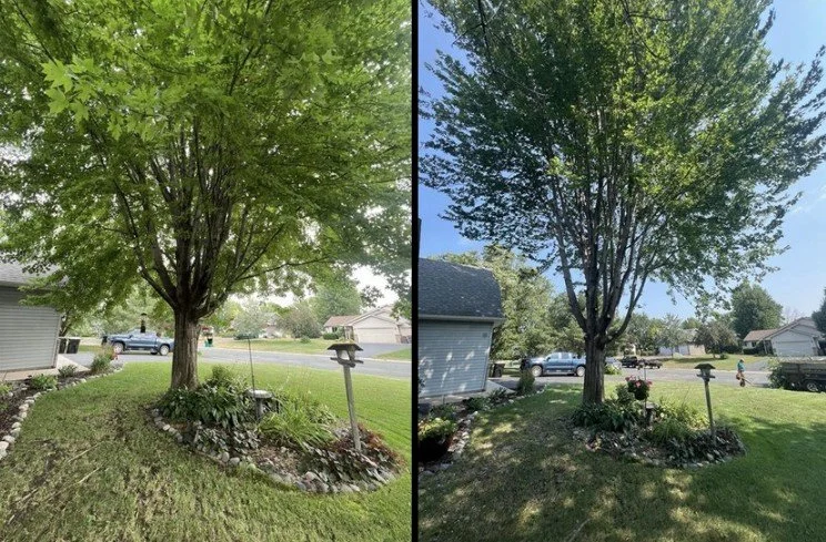 TREE TRIMMING &amp; PRUNING