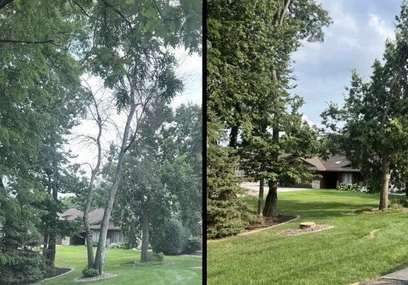 DEAD TREE REMOVAL