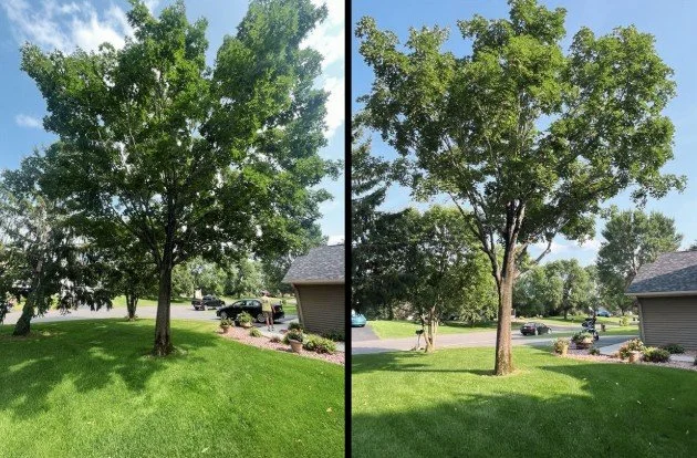 TREE TRIMMING &amp; PRUNING