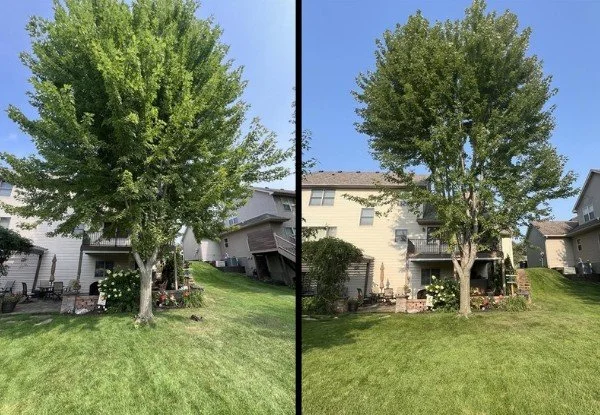TREE TRIMMING &amp; PRUNING