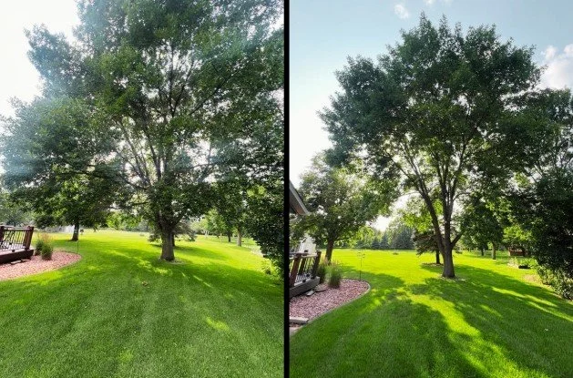 TREE TRIMMING &amp; PRUNING