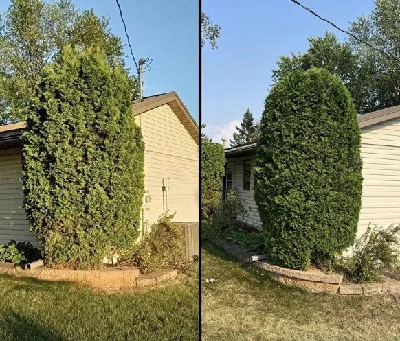 SHRUB TRIMMING &amp; SHAPING