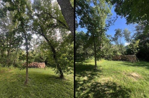 SELECTIVE TREE REMOVAL