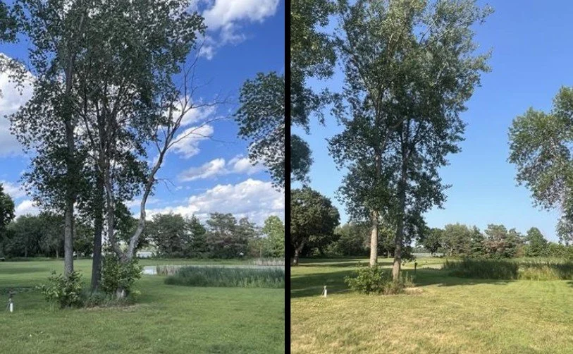 DEAD TREE REMOVAL
