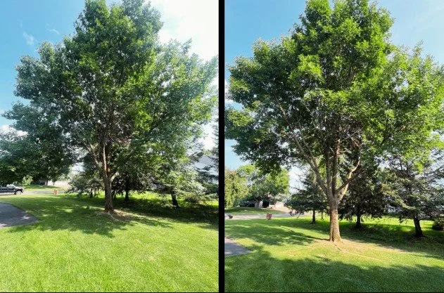 TREE TRIMMING &amp; PRUNING