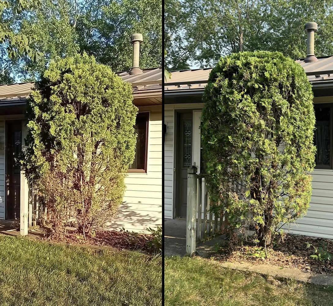 SHRUB TRIMMING &amp; SHAPING
