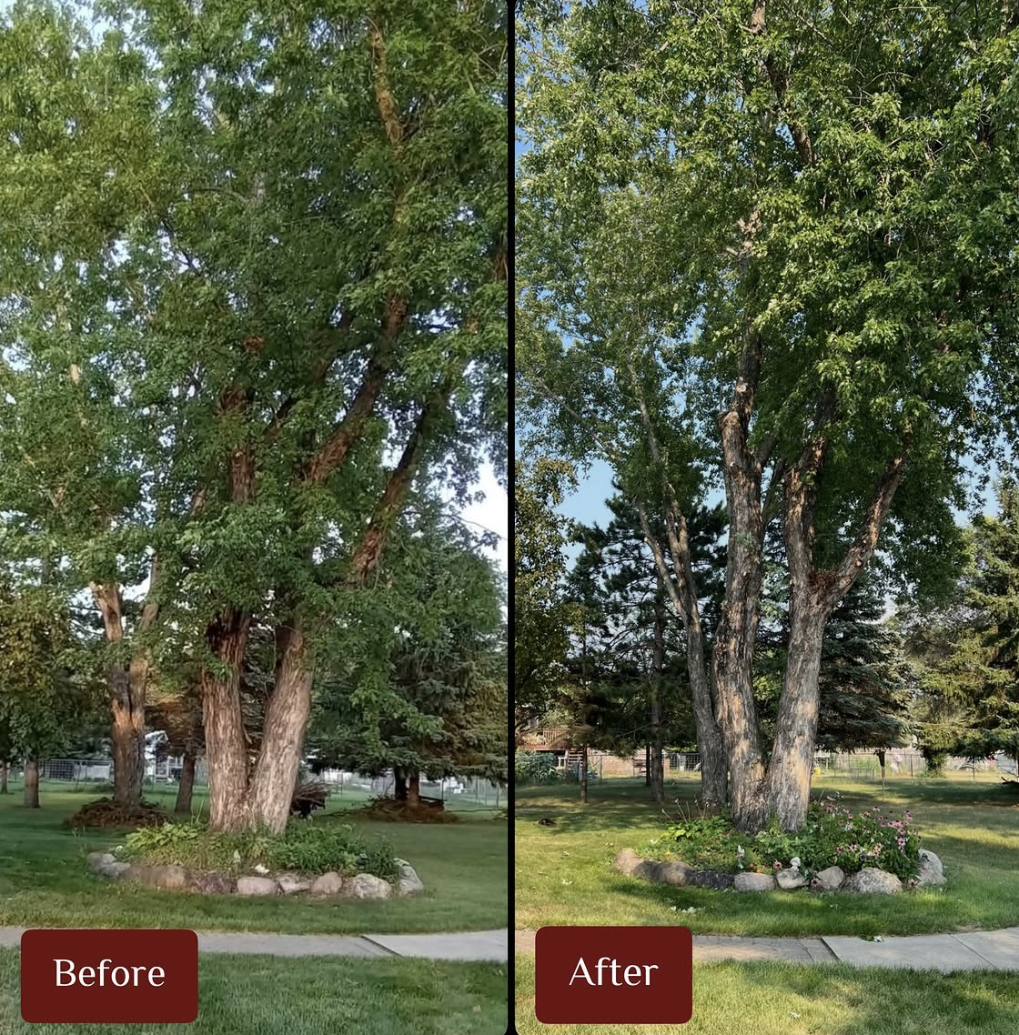 TREE TRIMMING &amp; PRUNING