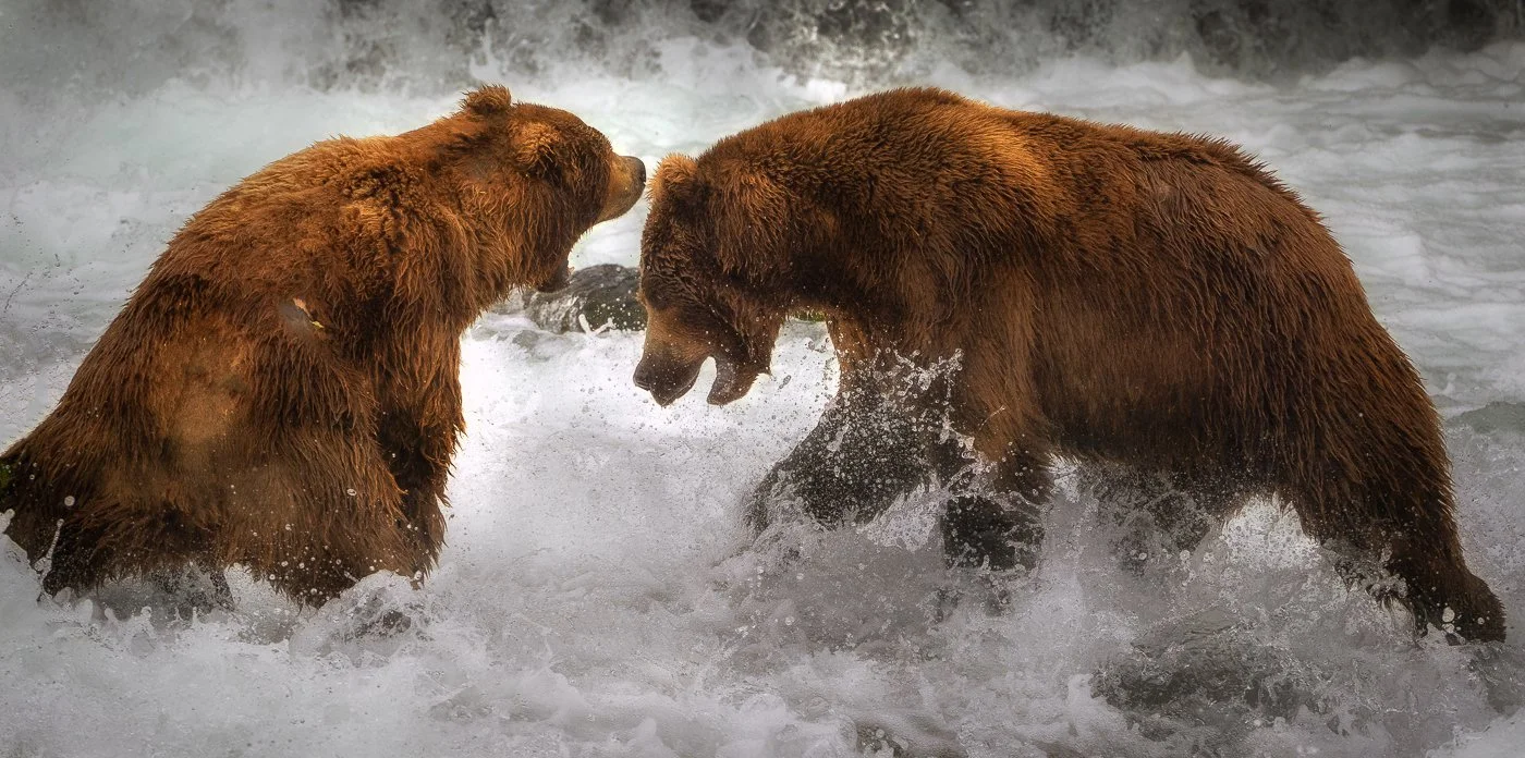Two grizzly bears in Alaska, 2018