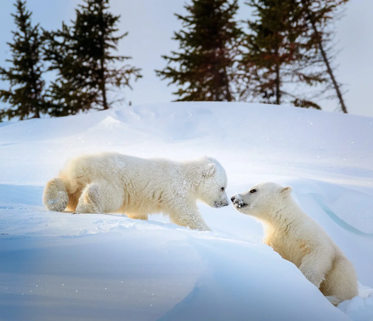 Two polar cubs in Wapusk National Park, Canada