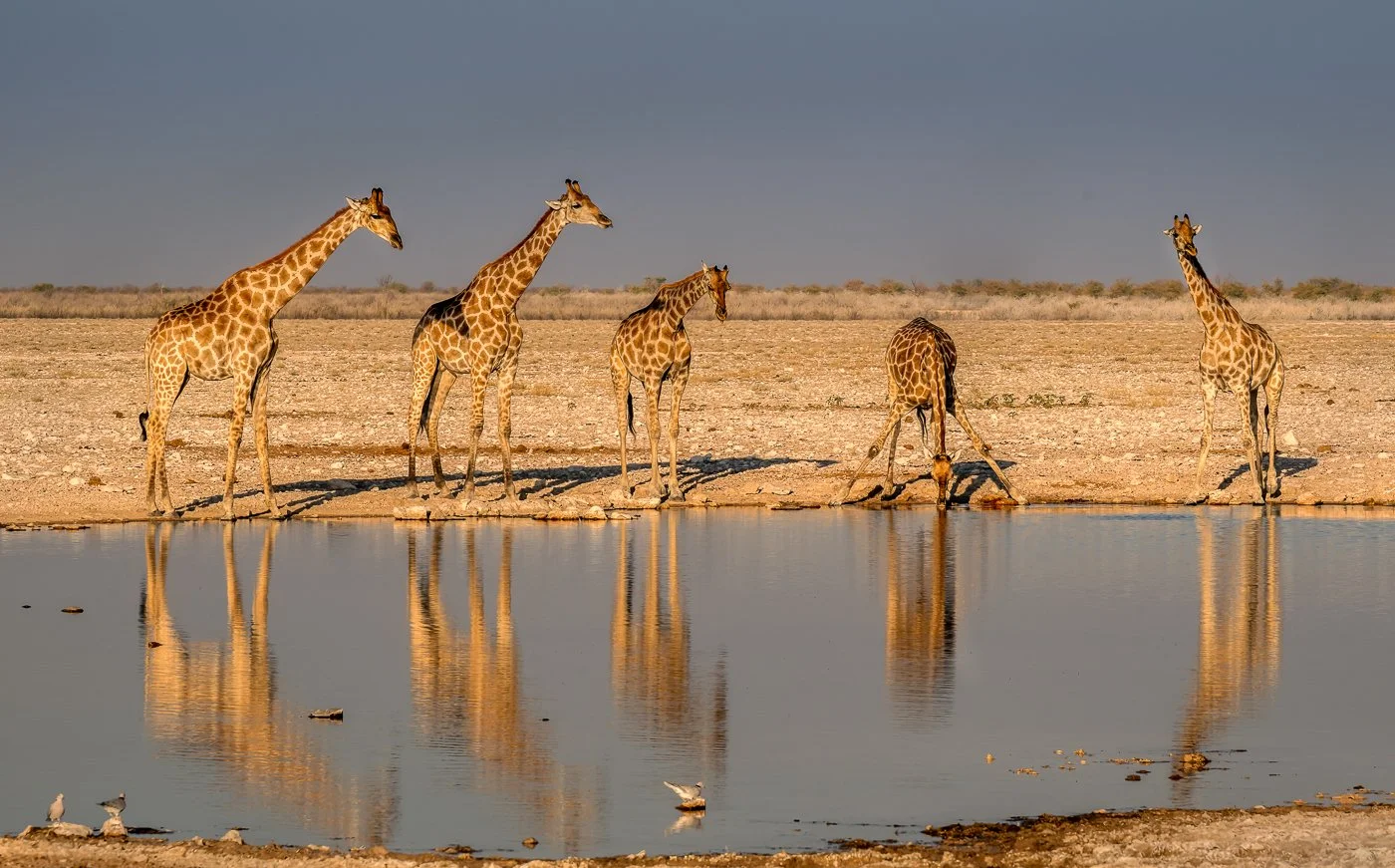 Giraffes in Namibia, 2024