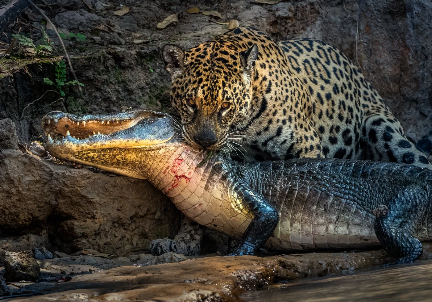 D52_0955-Edit.jpg