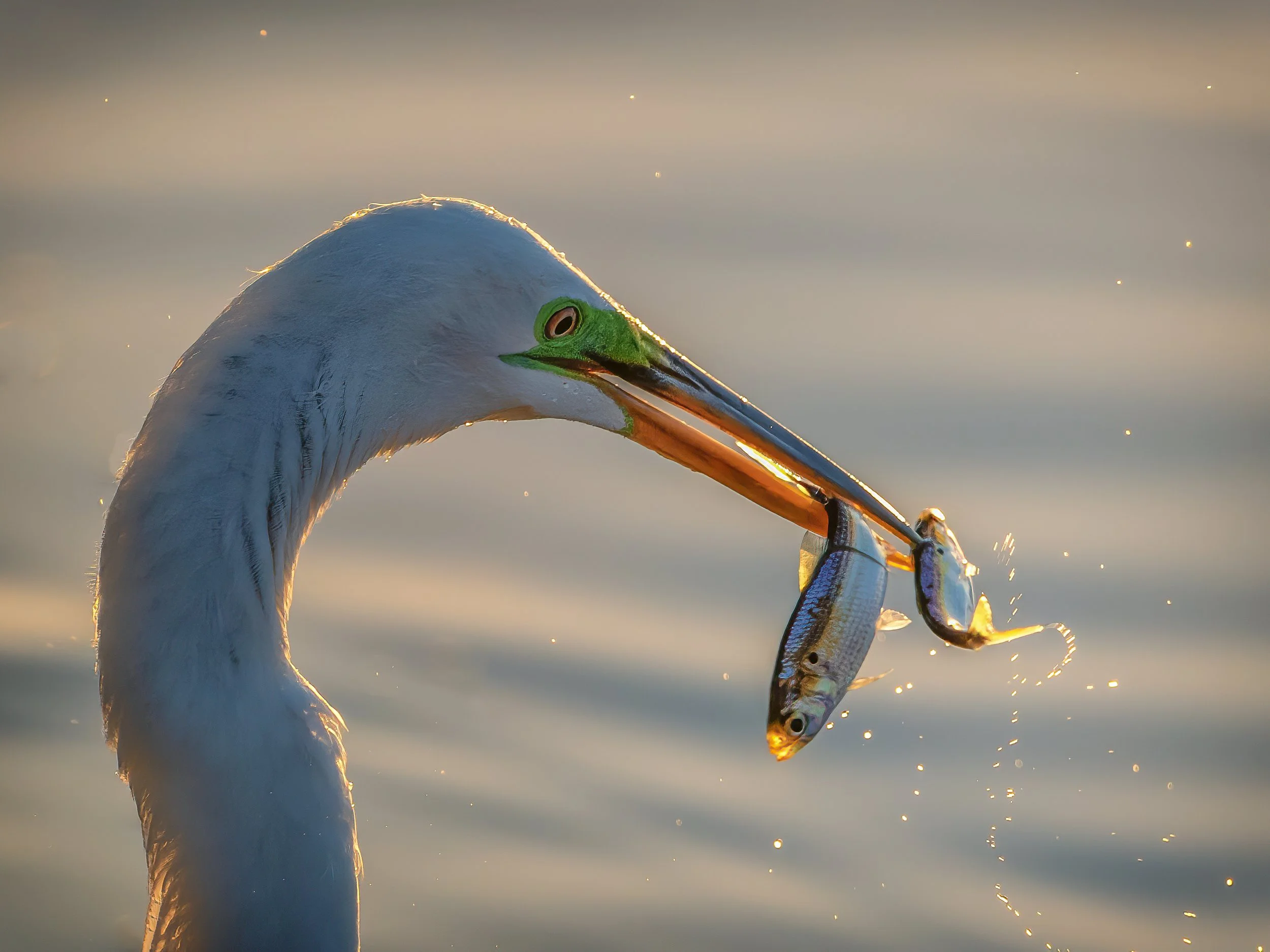 White egret with fish in Florida, 2022