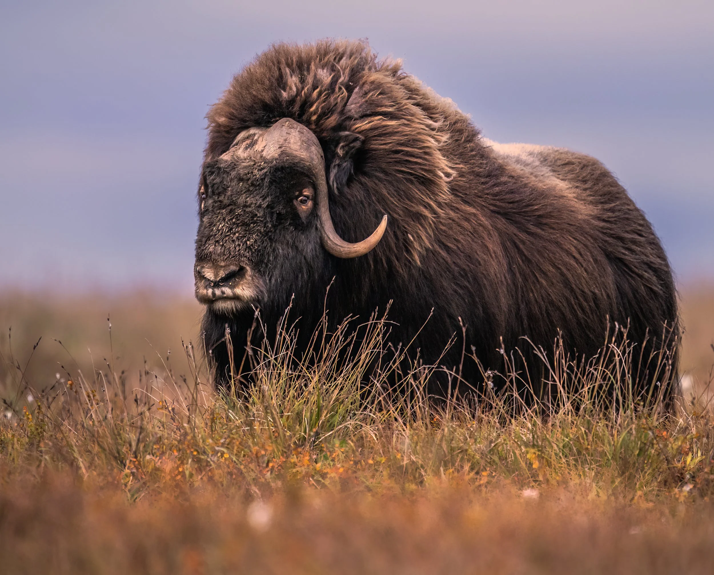 Musk ox in Alaska, 2023