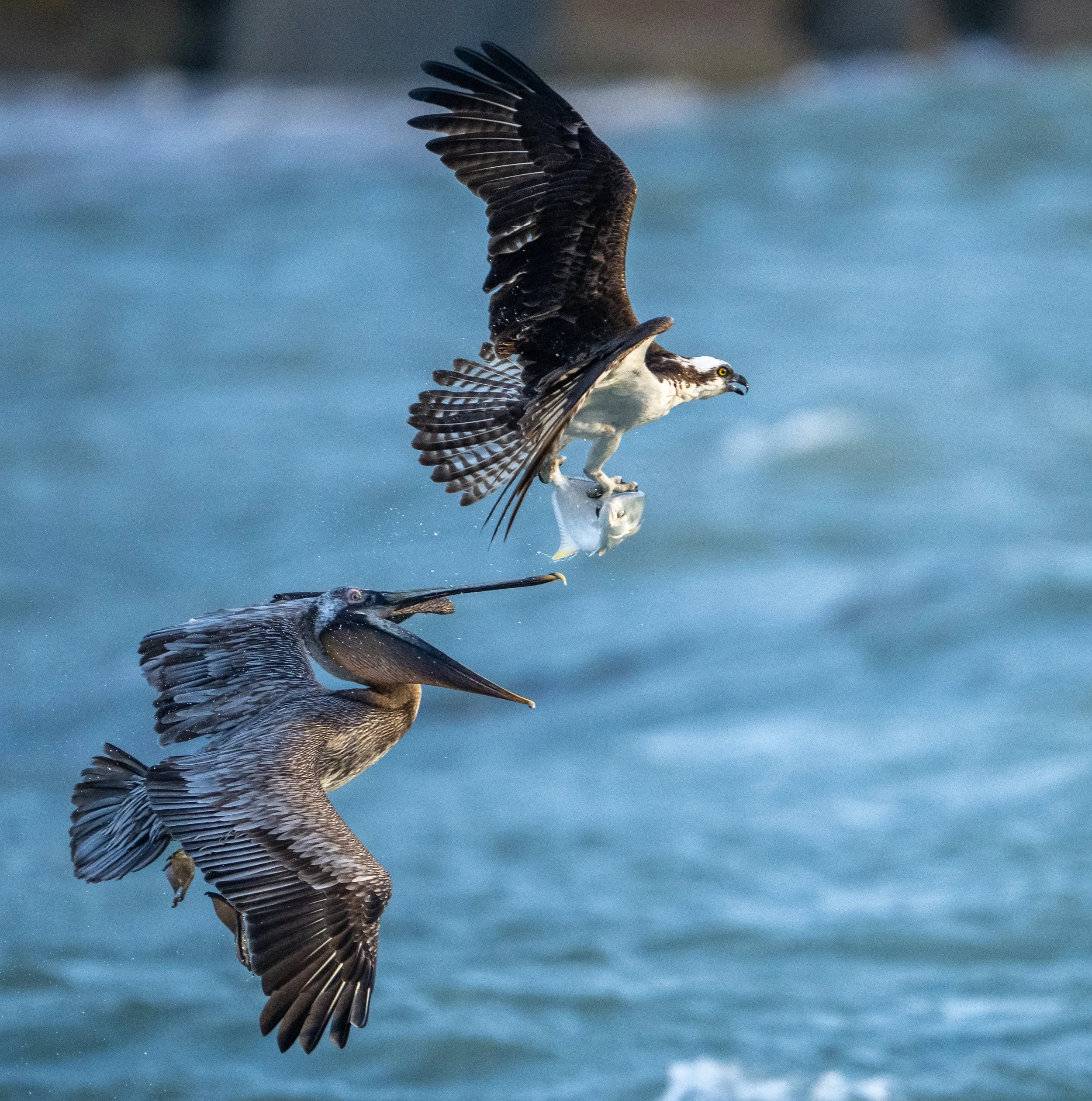 Pelican and Osprey with fish in Florida, 2026
