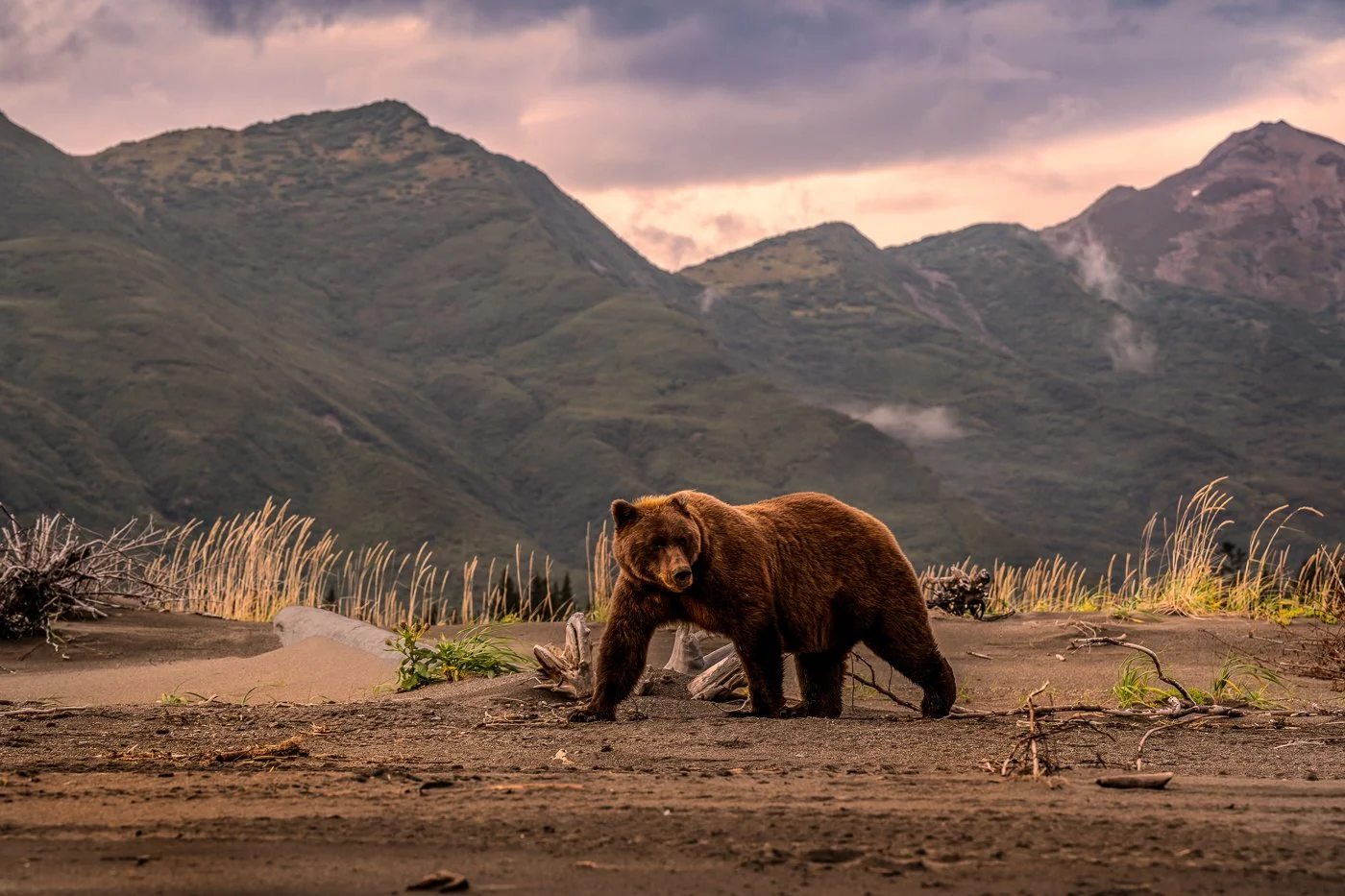 Grizzly bear in Alaska, 2024