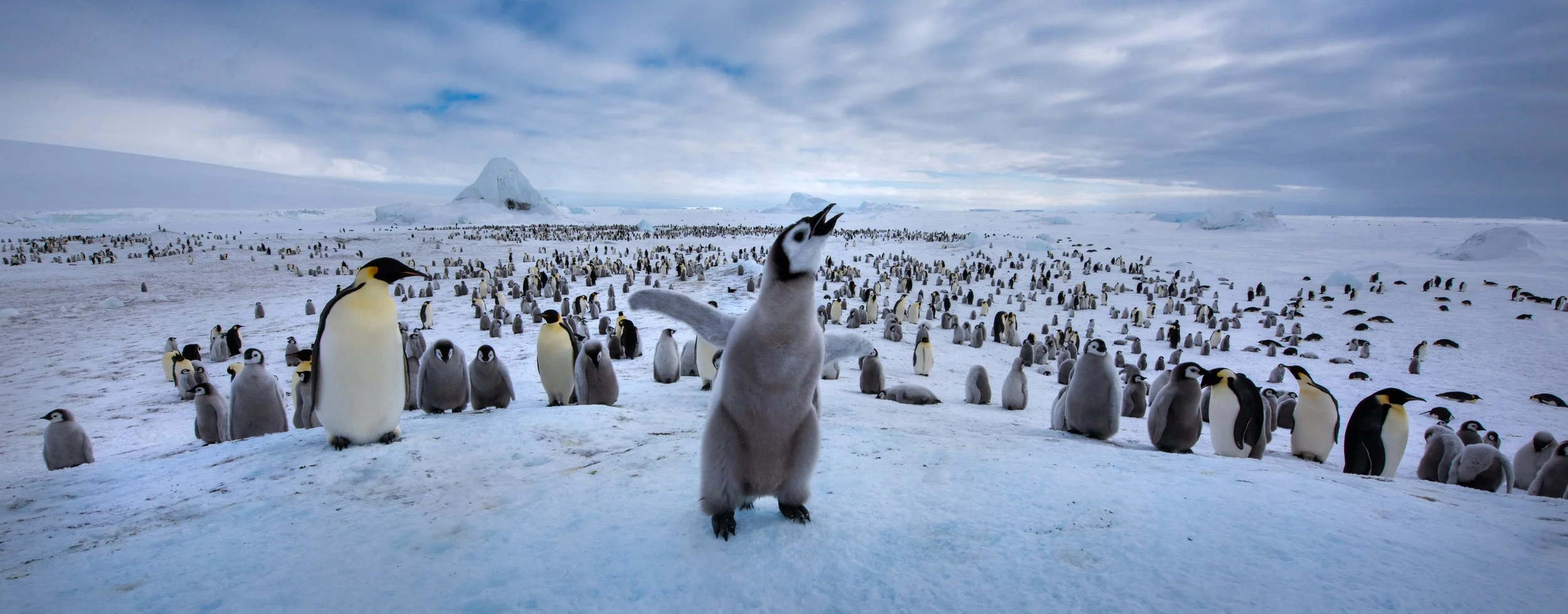 A star was born, emperor penguins in Antarctica, 2017