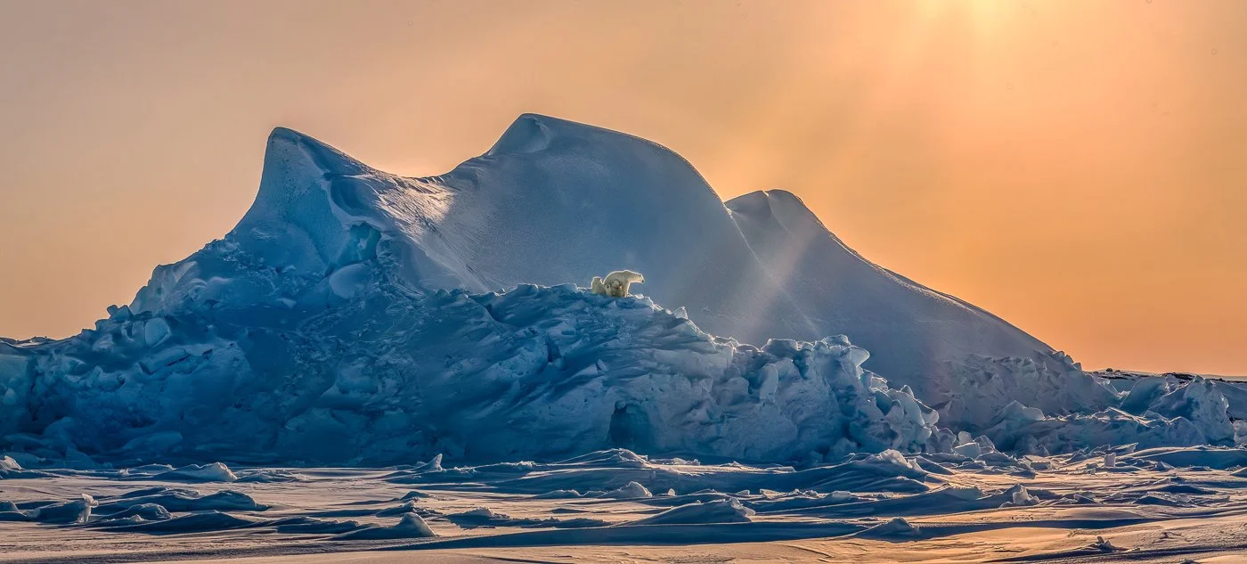 Polar bears in Baffin Island, Canada