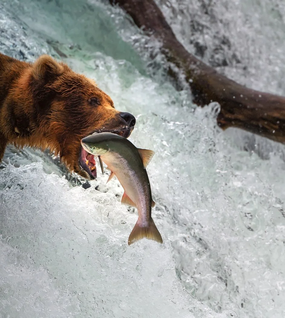 90.A perfect catchx.jpg
