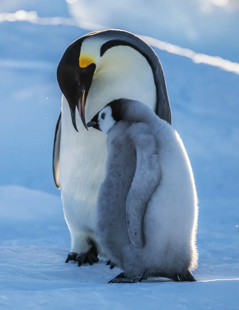 Emperor penguins in Antarctica, 2024