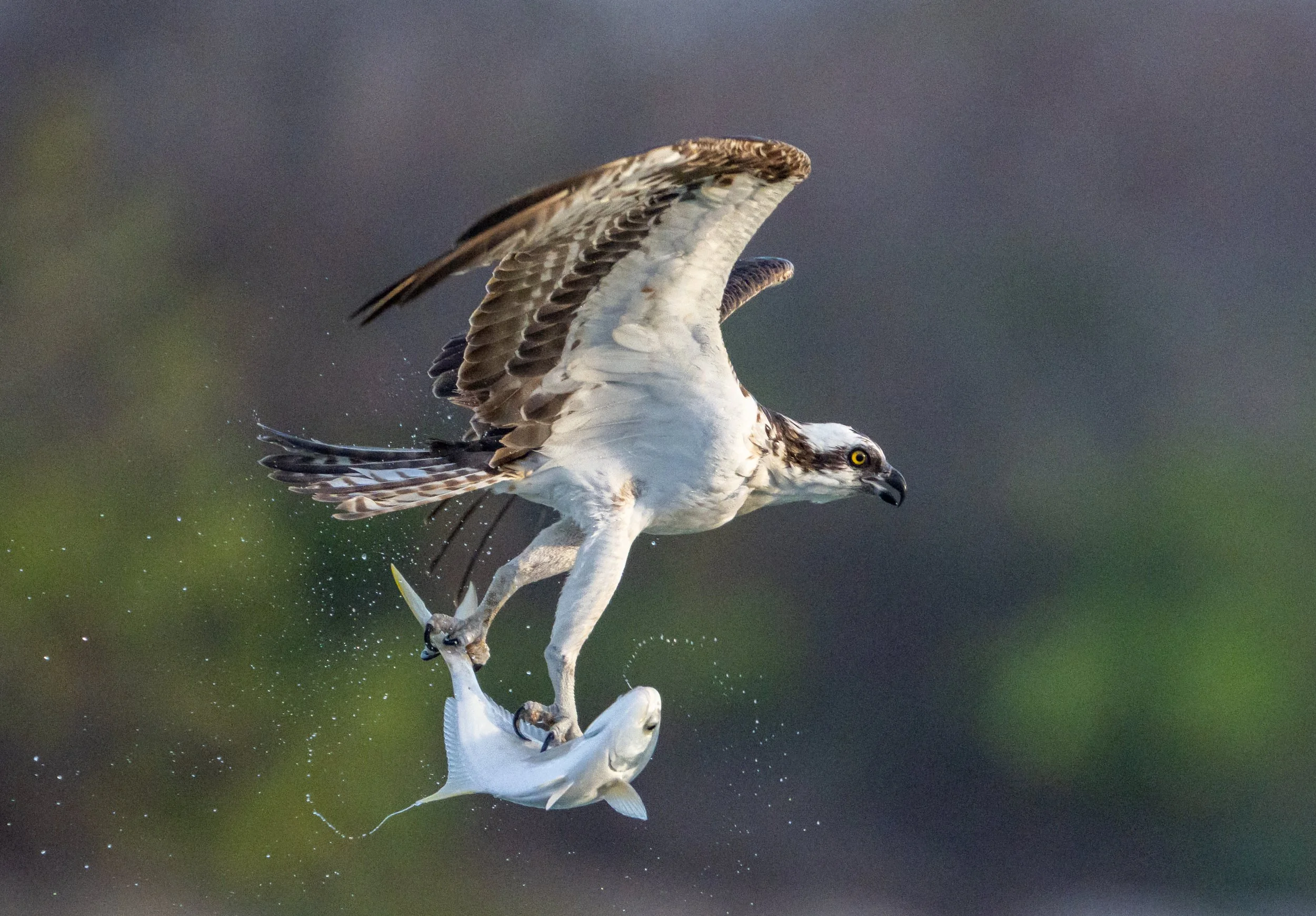 Osprey with a fish in Florida, 2026