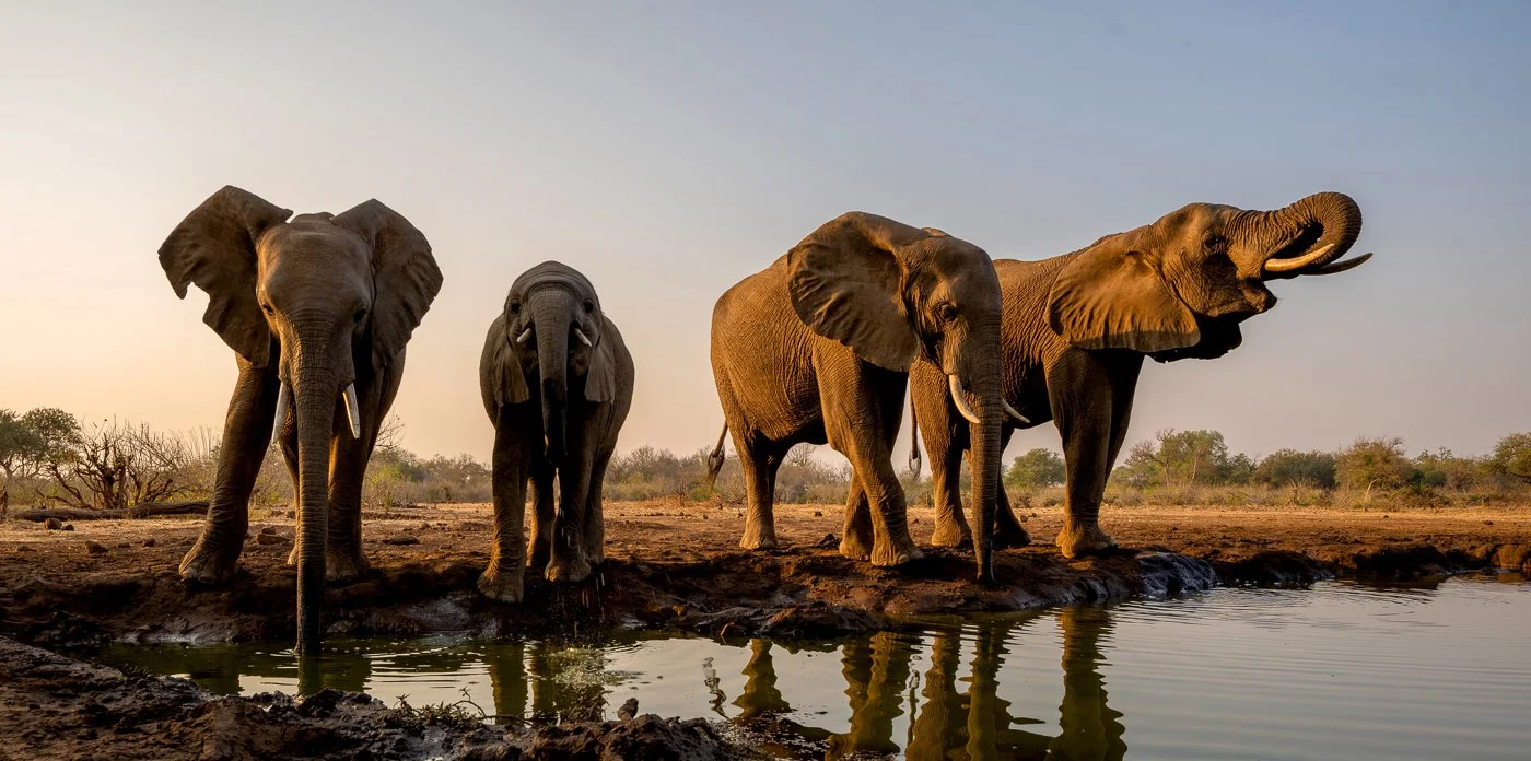 Elephants in Botswana, 2025