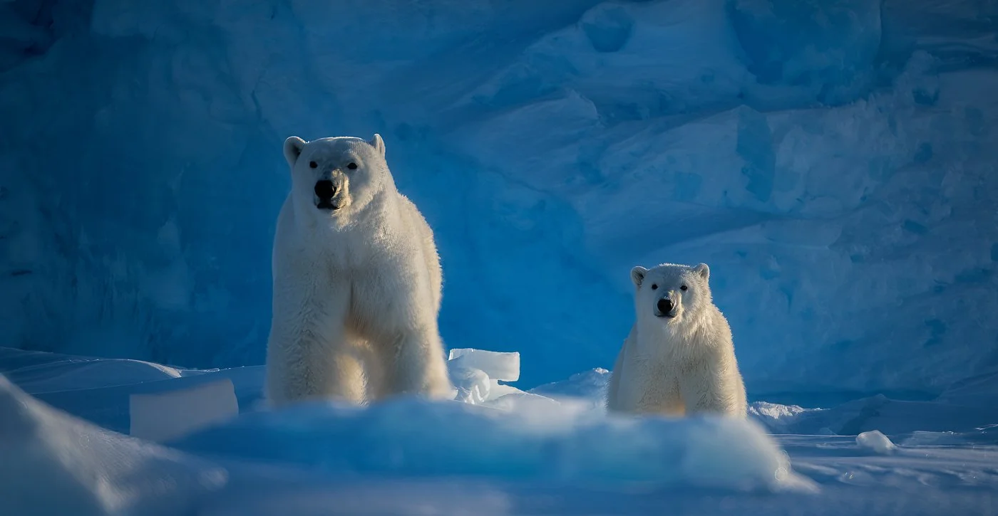Polar bears in Baffin Island, Canada, 2023