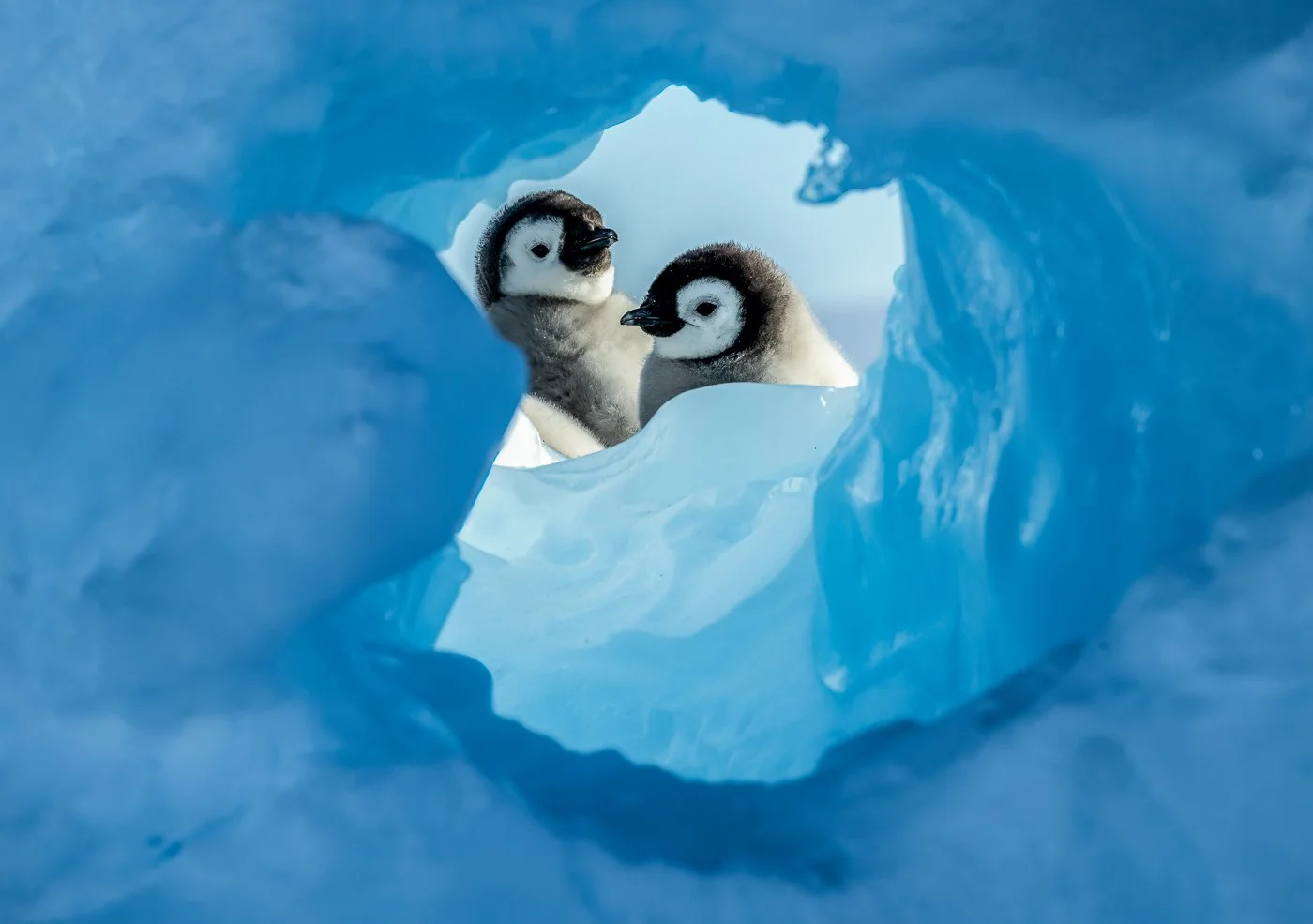 Emperor penguin chicks in Antarctica, 2024