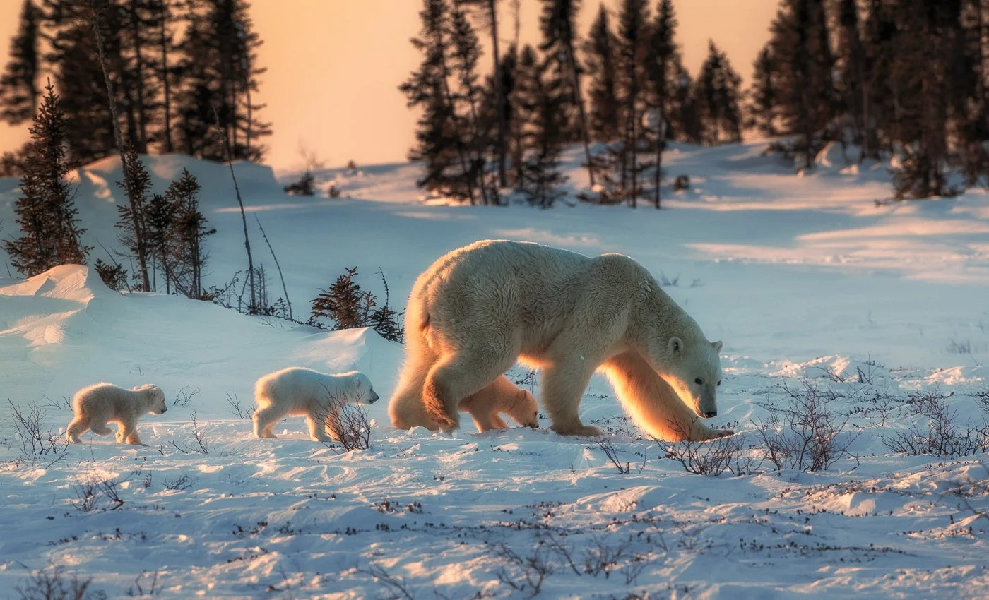 Polar bear Mama with three cubs in Wapusk National Park, Canada